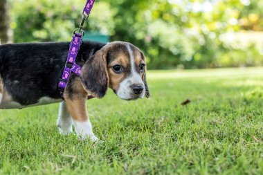 Mutlu beagle köpek tropikal Bali Adası, Endonezya'nın doğal yeşil zemin üzerine.