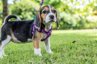 Mutlu beagle köpek tropikal Bali Adası, Endonezya'nın doğal yeşil zemin üzerine.