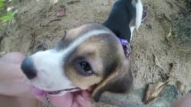 Bir adam sevgiyle onun evde beslenen hayvan köpek yavrusu beagle açık havada erken sabah gün ışığında vuruş. Ağır çekimde. Tropik ada Bali, Endonezya.