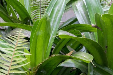 Makro yeşil yapraklar arka plan, tropikal arka plan, Bali Adası, Endonezya