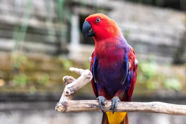 Wild parrot bird. Colorful parrot in Bali zoo, Indonesia.