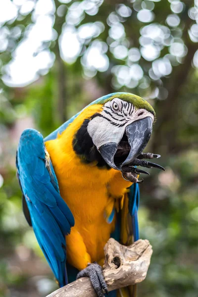Wild parrot bird. Colorful parrot in Bali zoo, Indonesia.