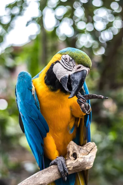 Pássaro de papagaio selvagem. Papagaio colorido em Baoding, Indonésia . — Fotografia de Stock