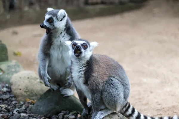 Zbliżenie na ogoniasty lemur w Zoo w Bali, Indonezja. — Zdjęcie stockowe