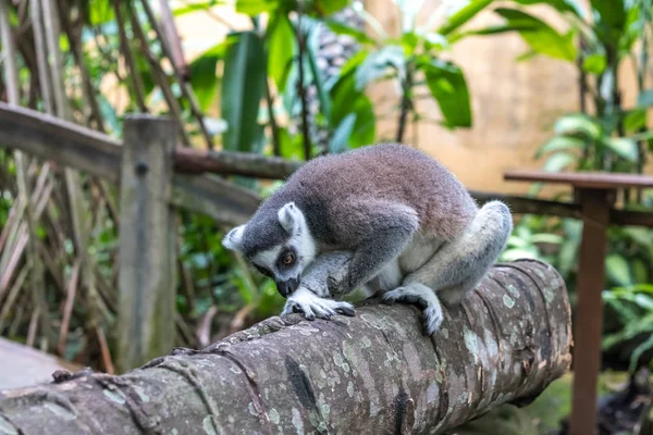 Крупним планом Кошачий Лемур в зоопарку Балі, Індонезія. — стокове фото
