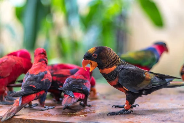 Pássaro de papagaios selvagens. Papagaio colorido em Baoding, Indonésia . — Fotografia de Stock