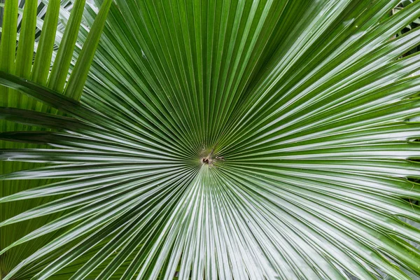 Feuille de palmier avec lignes diagonales, image macro arrondie, île de Bali, Indonésie — Photo