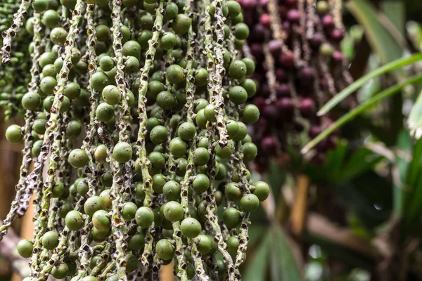 Closeup of coffee fruit in coffee farm and plantations on Bali island, Indonesia. Coffee beans.