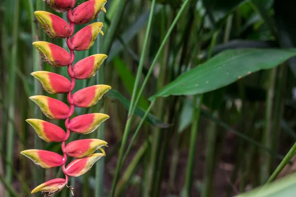 緑と赤の熱帯の花背景。バリ島、インドネシア。夏の熱帯テクスチャ. — ストック写真