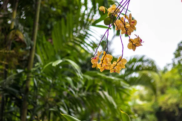 黄色の熱帯の花背景を抽象化します。緑の美しい熱帯の花々 には、背景がぼやけています。インドネシア ・ バリ島. — ストック写真
