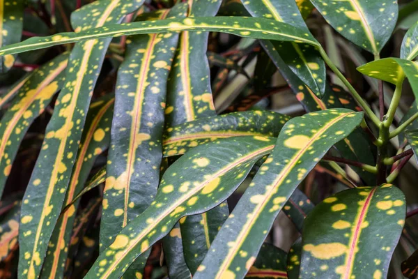 Feuilles tropicales fond, motif, macro vert — Photo