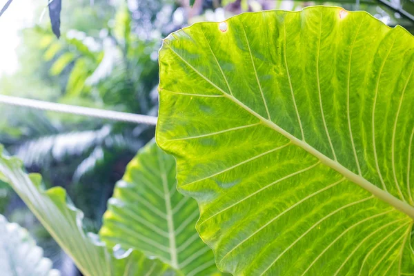 Tropical leaves background, pattern, macro green