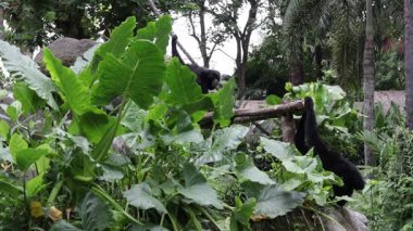 Siyah maymun troipcal Bali Adası, Endonezya'nın Hayvanat Bahçesi.