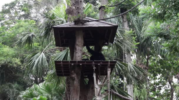 黑猴子在动物园里的 troipcal 巴厘岛，印度尼西亚. — 图库视频影像
