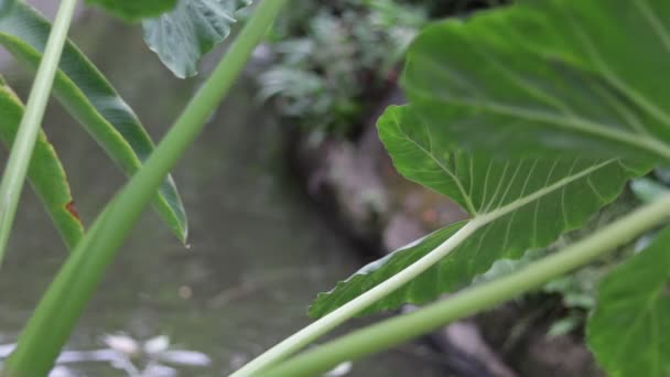 Fiume tropicale sull'isola di Bali, Indonesia . — Video Stock