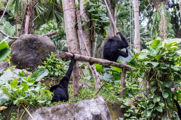 Милі мавпи в зоопарку тропічному острові Балі, Індонезія. Милі мавпи живе в природних ліс Балі. — стокове фото