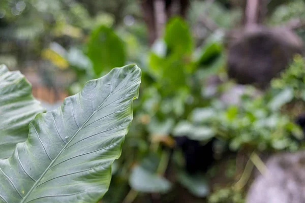 Arka plan, desen, makro tropikal yeşil yaprakları. Bali Hayvanat Bahçesi. — Stok fotoğraf