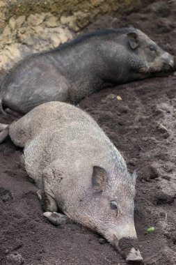Yaban domuzları, Bali Hayvanat Bahçesi, Endonezya yalan hayvan onun doğal ortamda hayvan kapatmak.