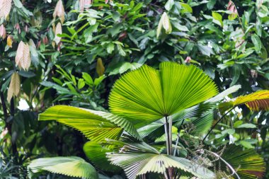 Arka plan, desen, makro tropikal yeşil yaprakları
