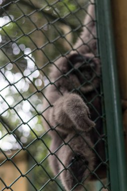 Bali Zoo park, Endonezya kafeste maymun.