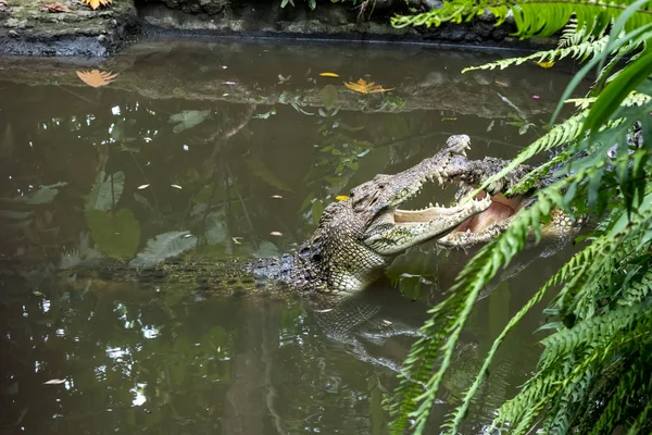 Crocodilo na ilha tropical de Bali Zoológico, Indonésia . — Fotografia de Stock