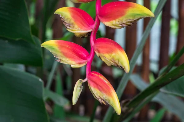 緑と赤の熱帯の花背景。バリ島、インドネシア。夏の熱帯テクスチャ. — ストック写真