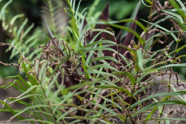 Arka plan, desen, makro tropikal yeşil yaprakları