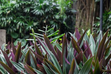 Arka plan, desen, makro tropikal yeşil yaprakları