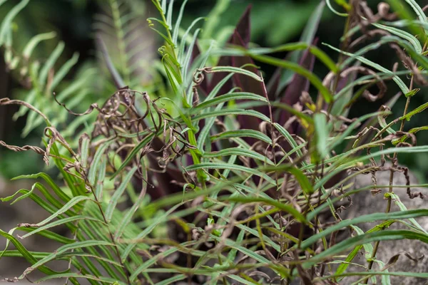 Arka plan, desen, makro tropikal yeşil yaprakları