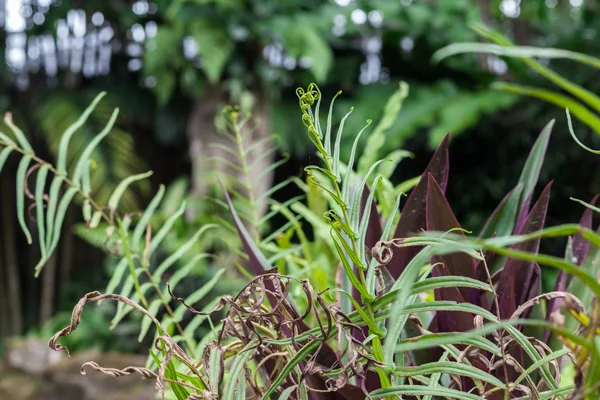 Tropiska löv bakgrund, mönster, macro grön — Stockfoto
