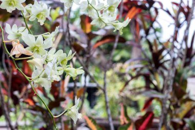 Sarı tropikal çiçek arka plan. Güzel tropik çiçekler üzerinde yeşil bir arka plan bulanık. Bali, Endonezya.