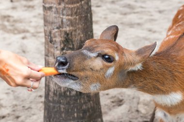 Bebek geyik Bali Zoo Park, Endonezya. Yakın çekim.