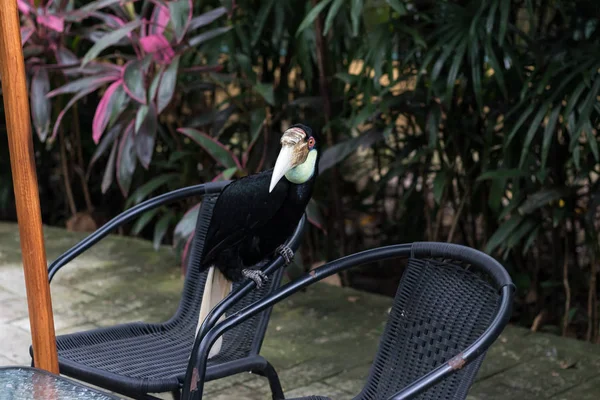 Close up de pássaro tropical tucano colorido quilha-faturado no parque Zoológico de Bali, Indonésia . — Fotografia de Stock