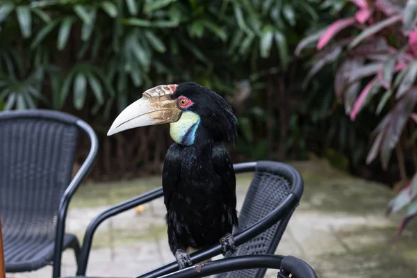 Close up de pássaro tropical tucano colorido quilha-faturado no parque Zoológico de Bali, Indonésia . — Fotografia de Stock