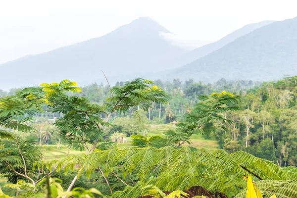 Tropická příroda Krajina ostrova Bali, Indonésie. Severně od ostrova Bali. — Stock fotografie