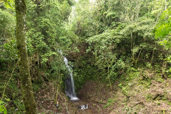 Güzel şelale yeşil tropikal Bali Adası, Endonezya ormanda ormanında. Bali Adası Kuzey. Yağmur ormanları sahne. — Stok fotoğraf