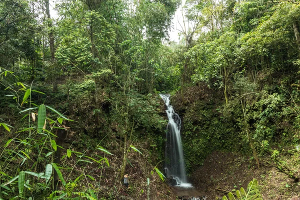 美丽的瀑布在绿色的森林在热带巴厘岛, 印度尼西亚的丛林。巴厘岛以北。雨林场景. — 图库照片