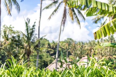 Tropikal peyzaj avuç içi ile. Tatil ve tatil kavramı. Tropikal Bali Adası, Endonezya.