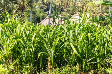 Tropikal peyzaj avuç içi ile. Tatil ve tatil kavramı. Tropikal Bali Adası, Endonezya.