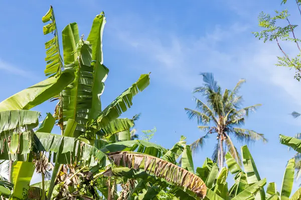 Tropical landscape with palms. Holiday and vacation concept. Tropical Bali island, Indonesia. — Stock Photo, Image