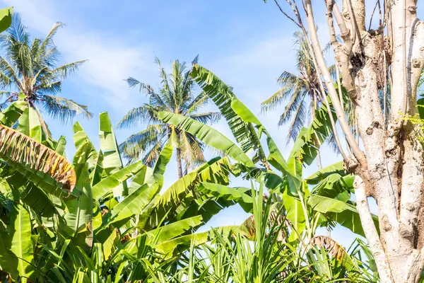 Tropical landscape with palms. Holiday and vacation concept. Tropical Bali island, Indonesia. — Stock Photo, Image