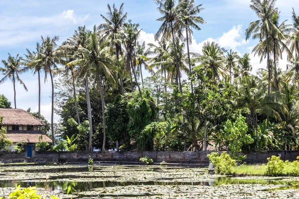 Lago de lotos al oeste de la isla tropical Bali, Indonesia . — Foto de Stock