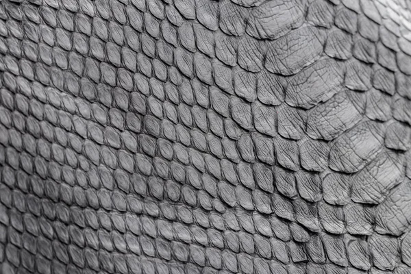 Reptile snake texture closeup, fashion zigzag snakeskin python picture.