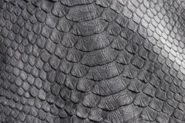 Sürüngen yılan doku closeup, moda zikzak yılan derisi piton resmi.