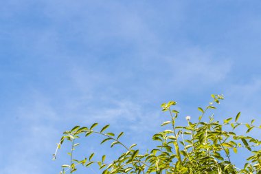 Yeşil yaprakları ve mavi bulutlu gökyüzü bir tropik adada Bali, Endonezya.