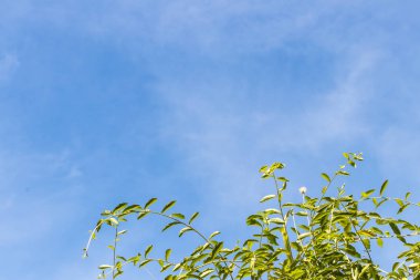 Yeşil yaprakları ve mavi bulutlu gökyüzü bir tropik adada Bali, Endonezya.