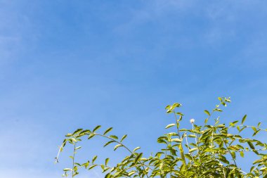 Yeşil yaprakları ve mavi bulutlu gökyüzü bir tropik adada Bali, Endonezya.