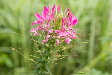 Çiçek arka plan bir tropik adada Bali, Endonezya. Çok güzel çiçek arka planda güneş ışığı. Makroyu kapat.