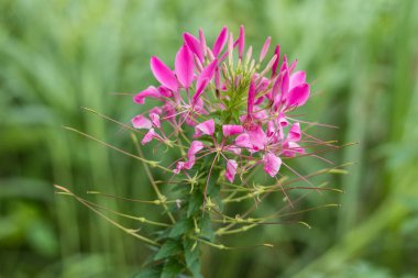 Çiçek arka plan bir tropik adada Bali, Endonezya. Çok güzel çiçek arka planda güneş ışığı. Makroyu kapat.