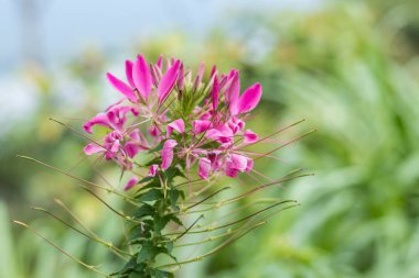 Çiçek arka plan bir tropik adada Bali, Endonezya. Çok güzel çiçek arka planda güneş ışığı. Makroyu kapat.